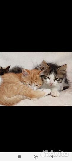 Кошка в дар бесплатно