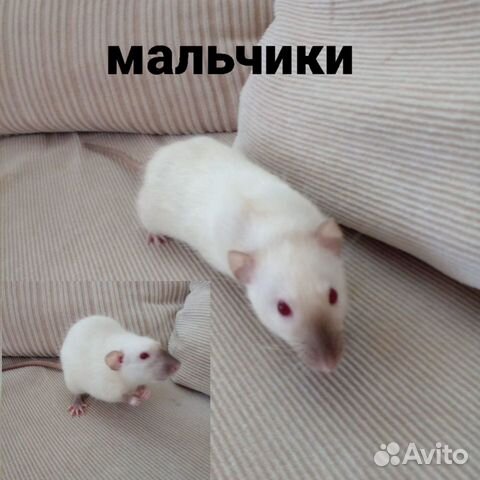 Крысы