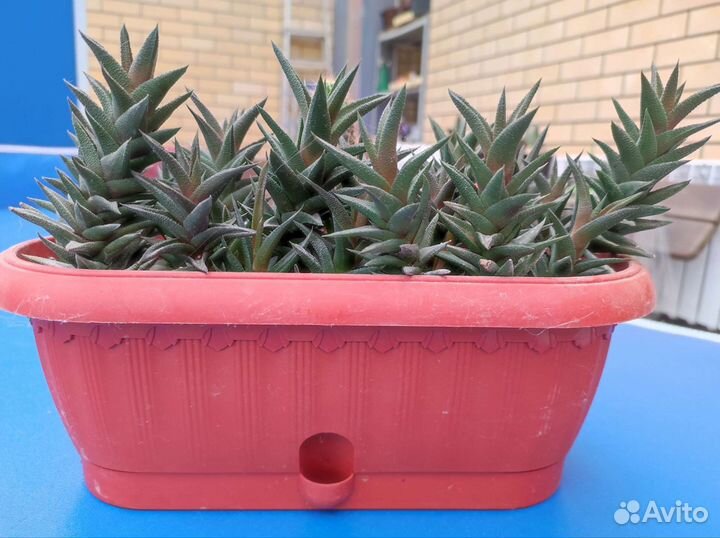 Хавортия, гастерия, кактусы