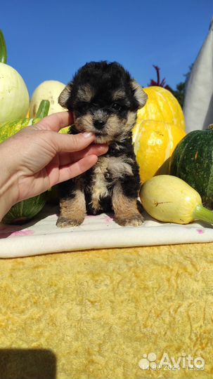 Мальтипушка яркая