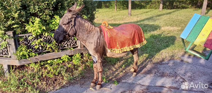 Продам осликов