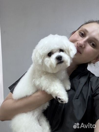 Курсы груминга