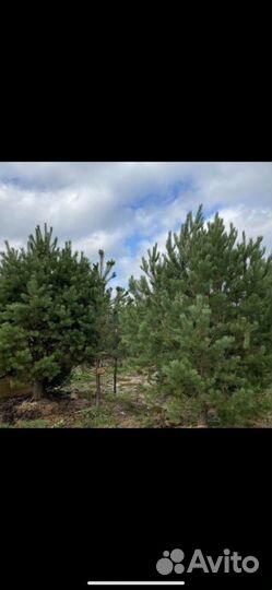 Сосна 2,5-3м