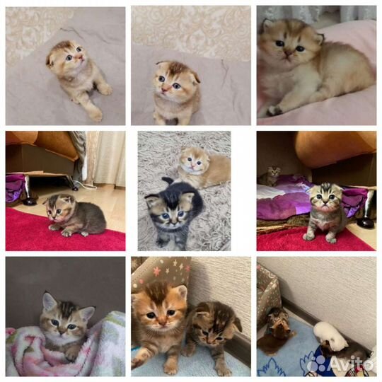 Красивый котик. Вязка
