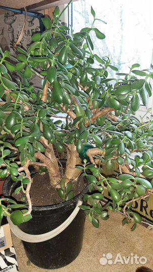 Толстянка, (денежное дерево). Алоэ