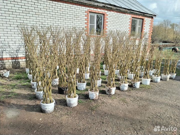 Плетеные деревья из ивы