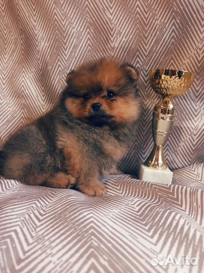 Рыжая класска