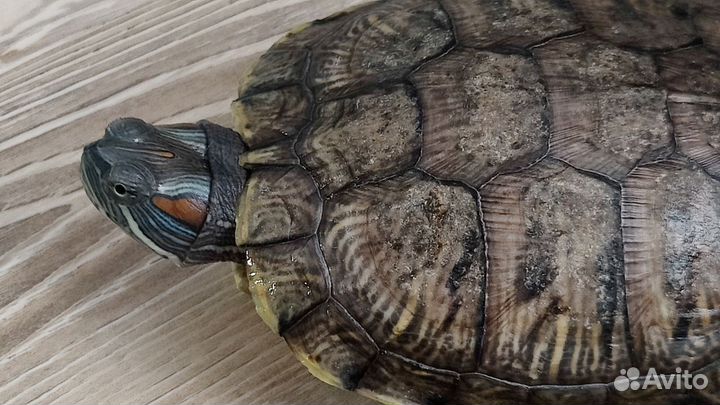 Красноухая черепаха с аквариумом