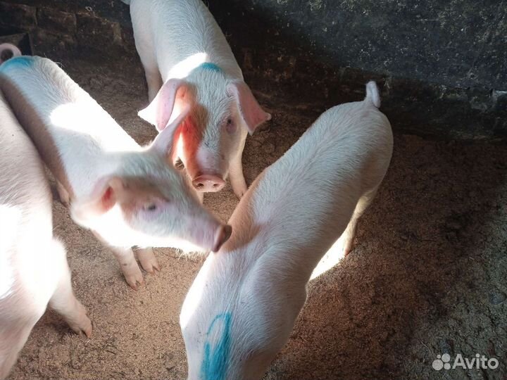 С/х животные