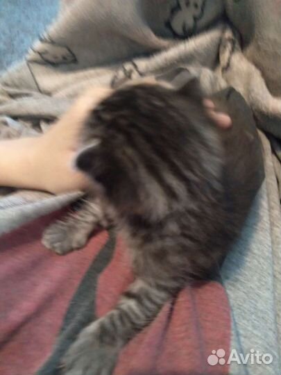 Помесь с шотланской