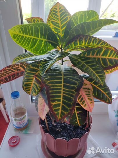 Кодиеум Петра