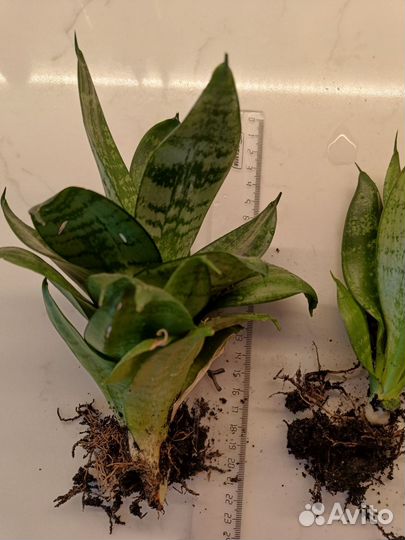 Сансевиерия (щучий хвост)
