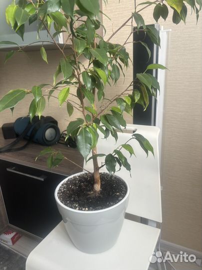 Фикус Бенджамина