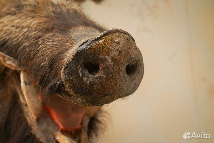 Голова кабана