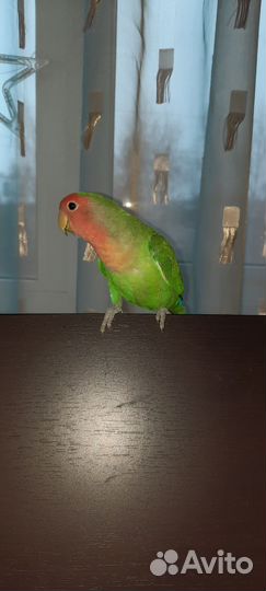 Попугай неразлучники пара