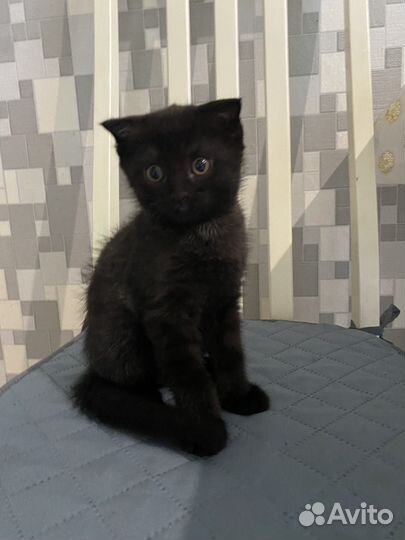 Черный котенок вислоухий