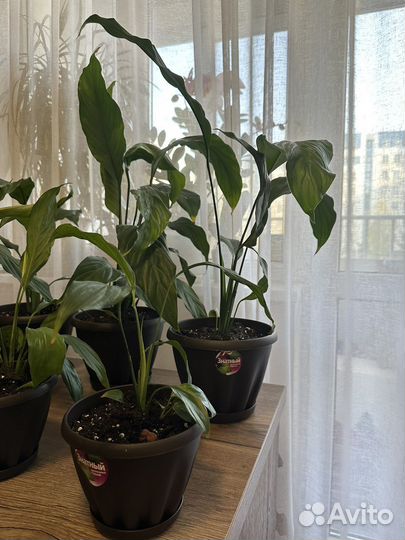 Спатифиллум