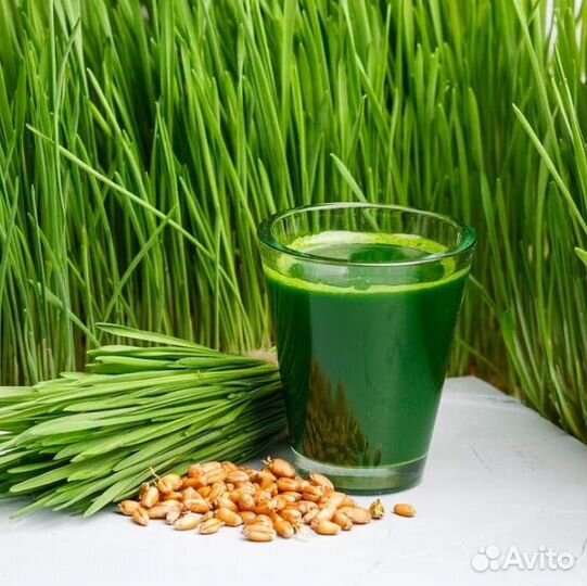 Витграсс замороженный