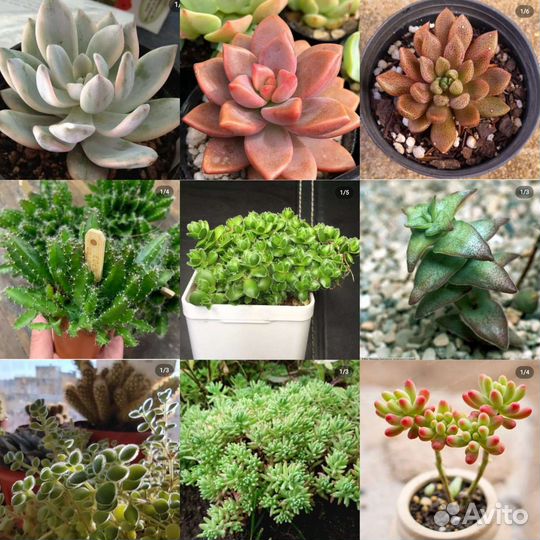 Суккуленты набор 36 шт