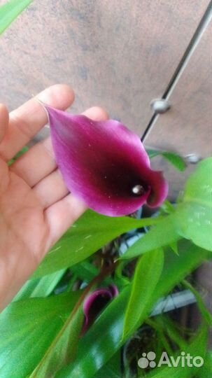 Продам каллы в горшках