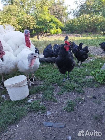 Куры молодки несушки