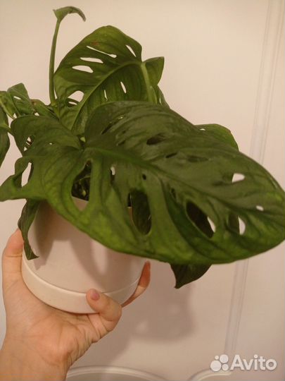 Монстера Адансона