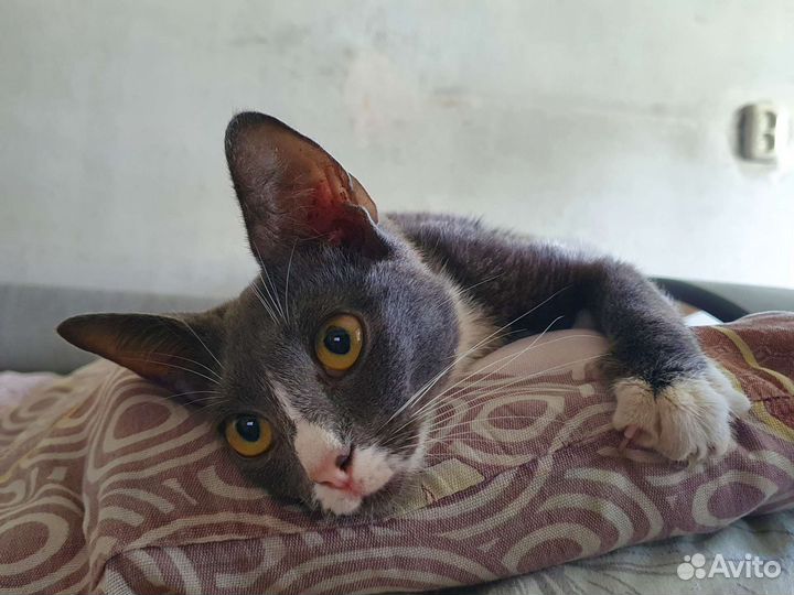 Кошка в добрые руки бесплатно