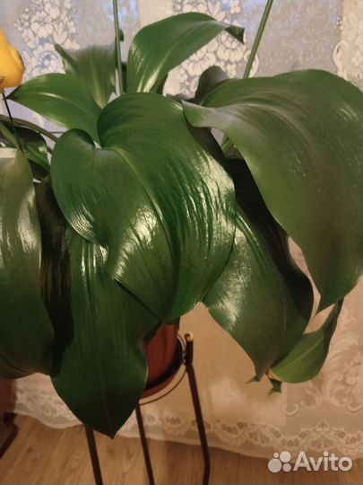 Комнатные цветы