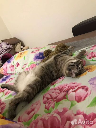 Кошечка Ася