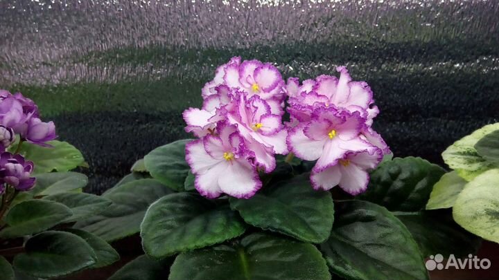 Фиалки сортовые