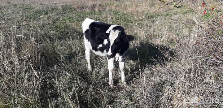 Телята, козлы