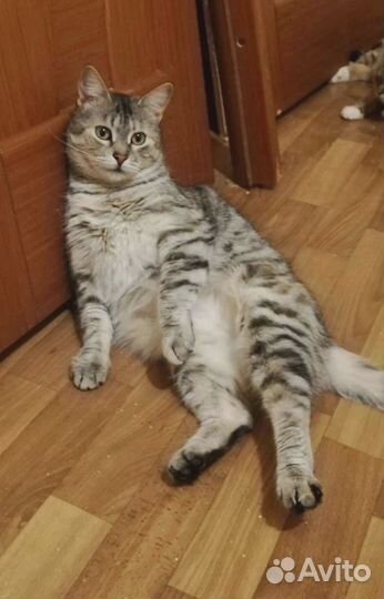 Кошечка из приюта ищет дом
