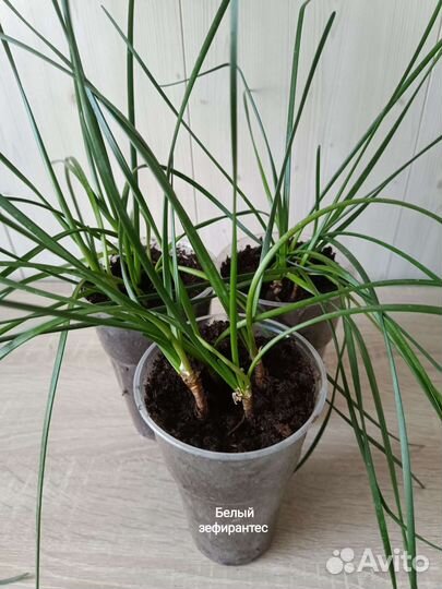 Зефирантес - выскочка