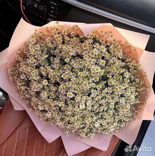 Цветы ромашки