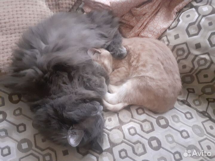 Котенок
