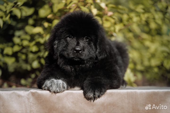 Ньюфаундленд