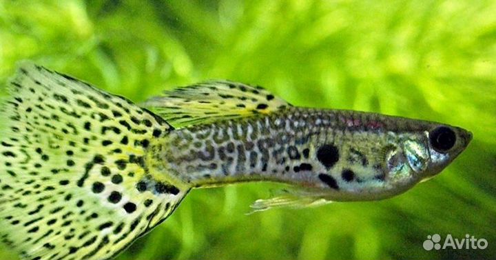 Аквариумные рыбки