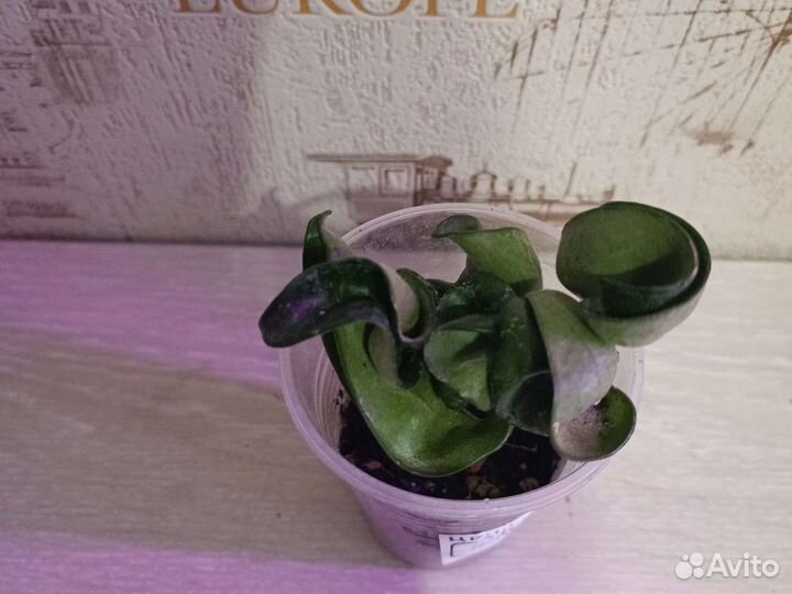 Сингониум, Антуриум, Хойи