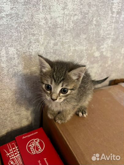 Котята ищут дом