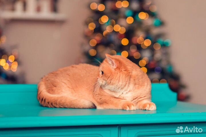 Золотая шиншилла ny12 Вязка