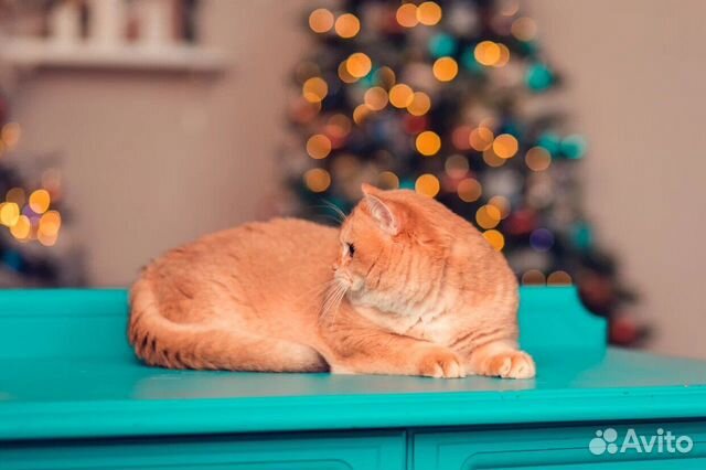 Золотая шиншилла ny12 Вязка