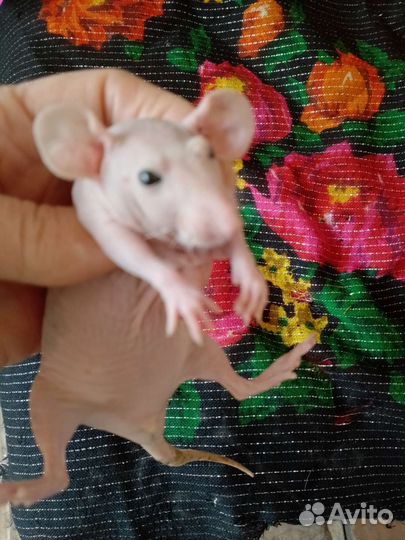 Крыса дамбо сиамская Сфинксы