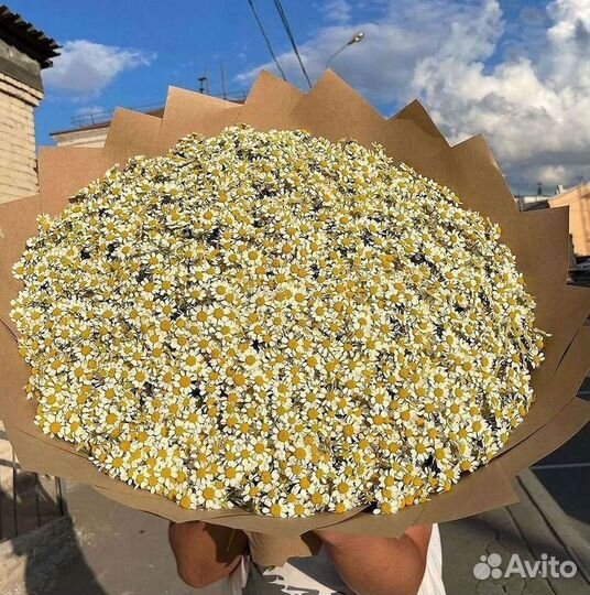 Цветы ромашки