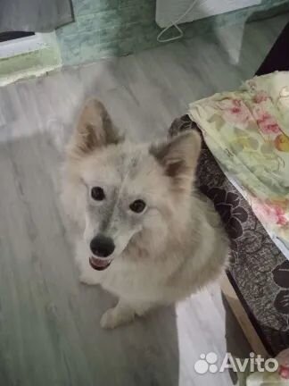 Отдам хорошую собаку в добрые руки