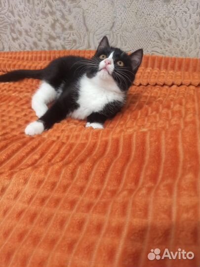 Котёнок 2.5 месяца