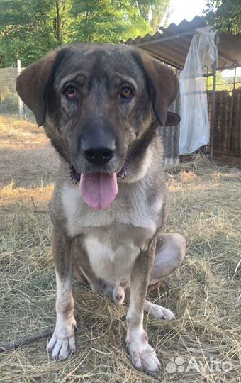 Собака мальчик