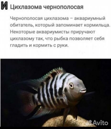 Сомики