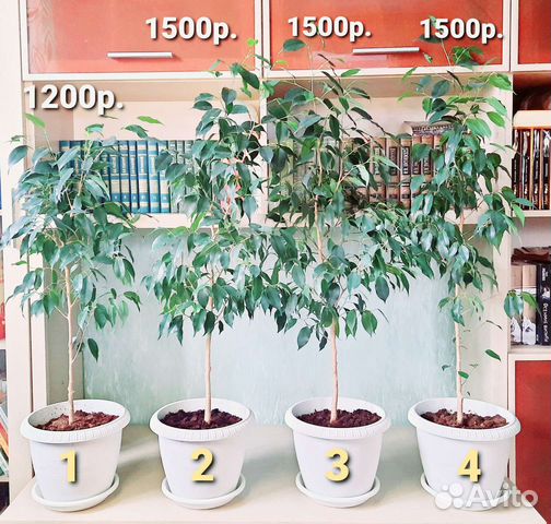 Фикус Бенджамина в светлом кашпо