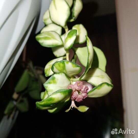 Хойя свежие срезы