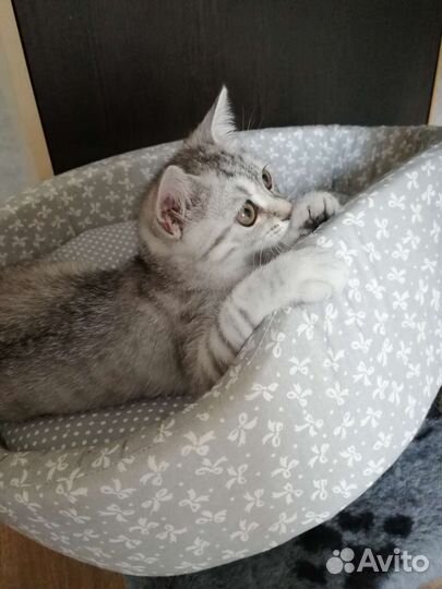 Шотландская